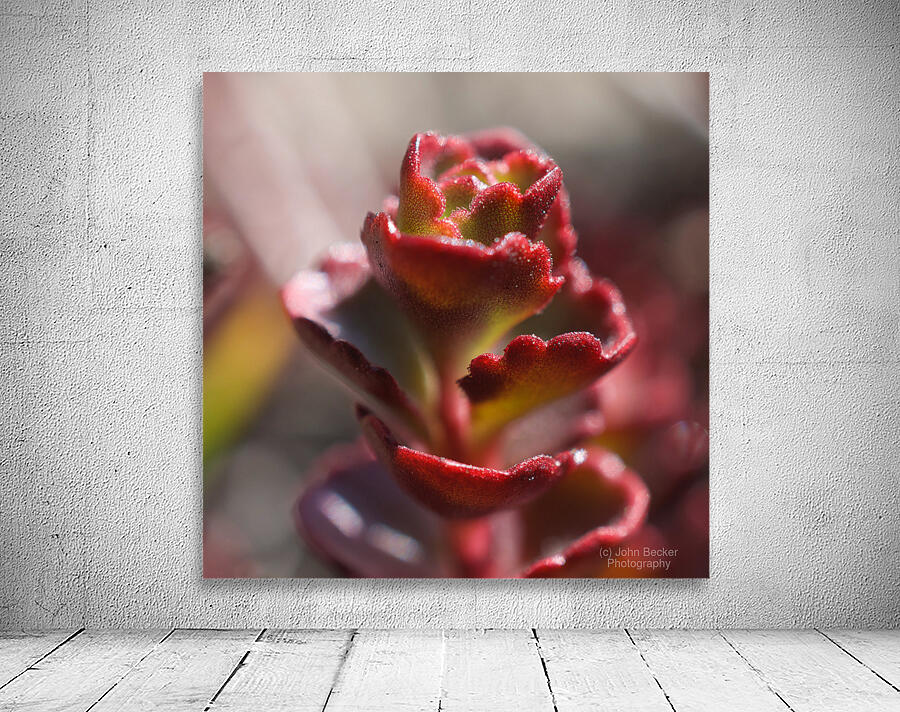 Sedum Spurium Wall Preview