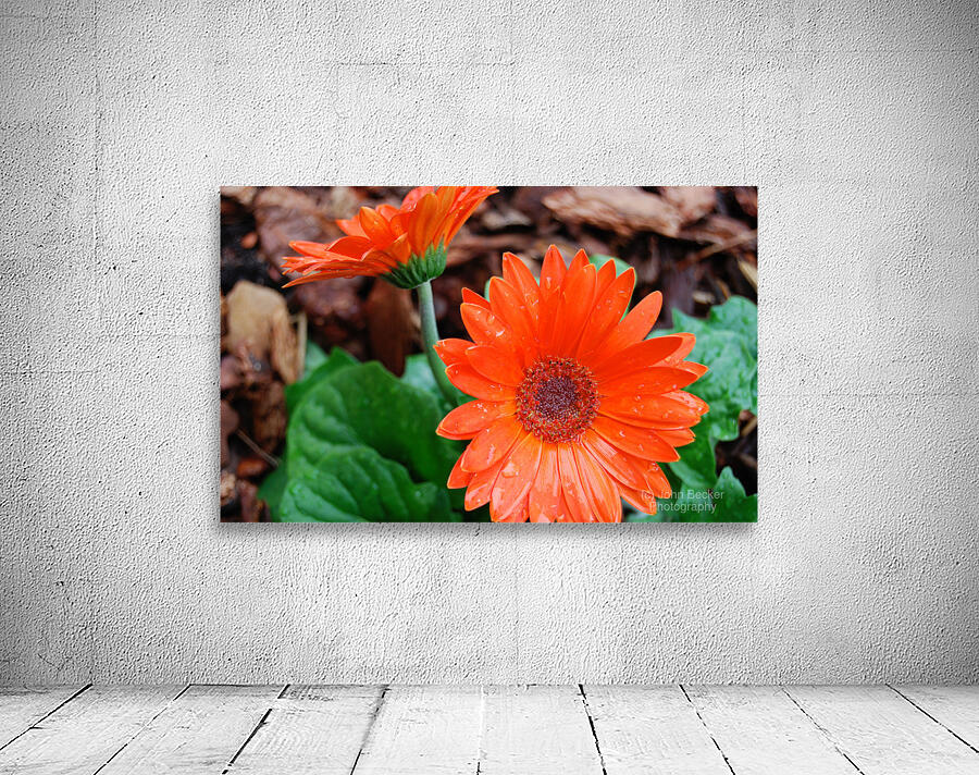 Wet Petals Wall Preview