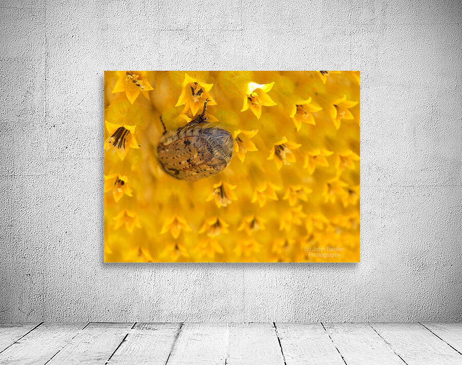 DSCN2327 Wall Preview