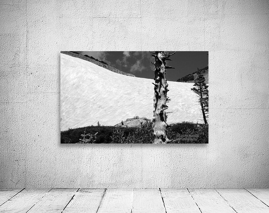DSC 2413 Wall Preview