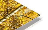 Alpine Loop Yellow Aspen HD Metal print