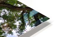 Oak Tree HD Metal print