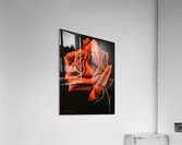 Red Rose Acrylic Print