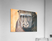 Gorgeous Acrylic Print