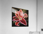 Stargazer Acrylic Print