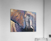 Sturdy Beauty  Acrylic Print