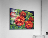Red Dahlias Acrylic Print