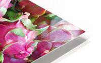 Dragon Fruits HD Metal print