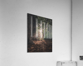 Barrigona Forest Acrylic Print