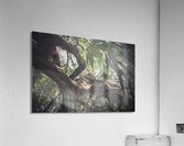 Iguana Acrylic Print