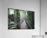 Path Through Jungle Horizontal Acrylic Print