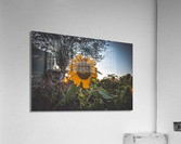 Sunflower At Sunset Acrylic Print