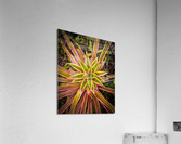 Pink Pineapple Top Acrylic Print