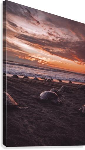 Olive RIdley Turtles At Sunset Canvas Print