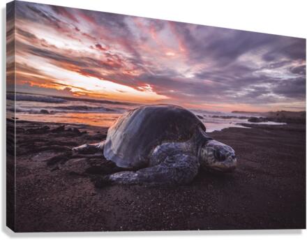 Single Turtle Sunset Costa Rica Canvas Print