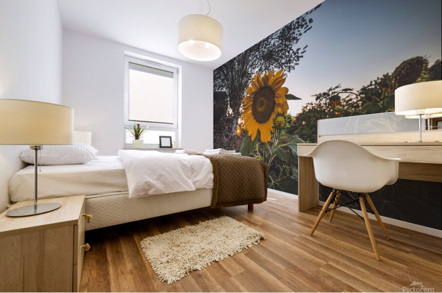 Sunflower At Sunset Mural print