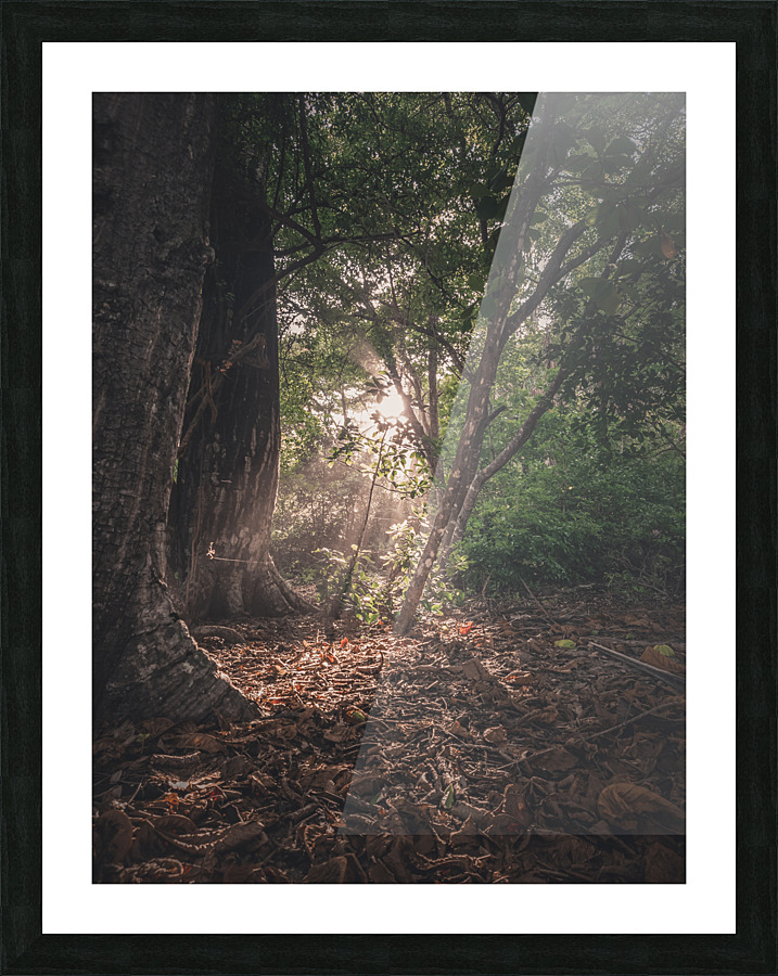 Barrigona Forest Picture Frame print