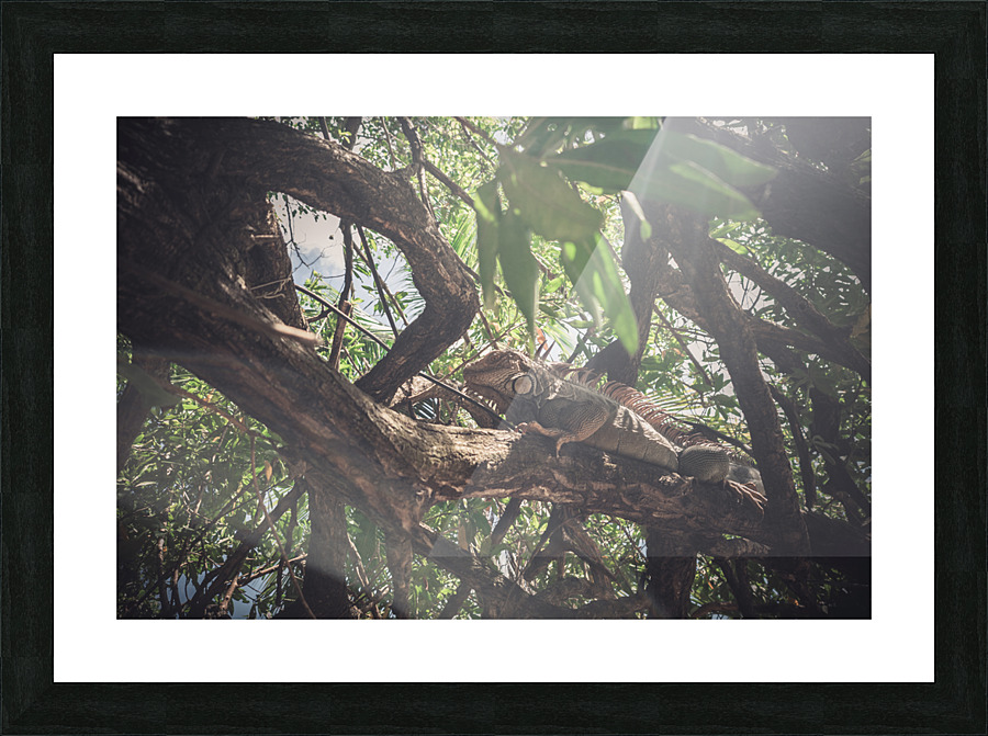 Iguana Picture Frame print