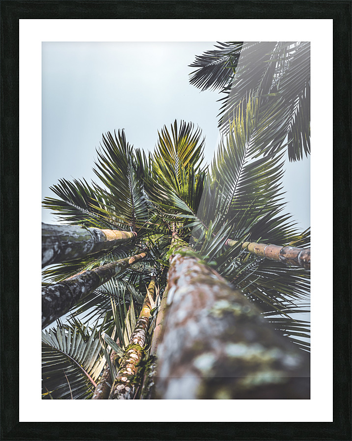 Up Palm 12 Picture Frame print