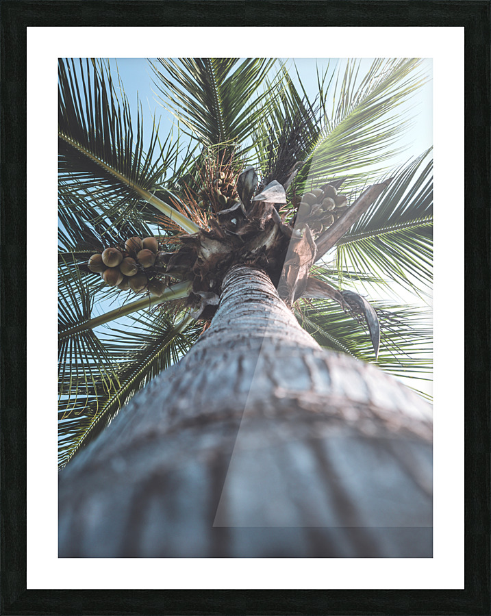 Up Palm 9 Picture Frame print