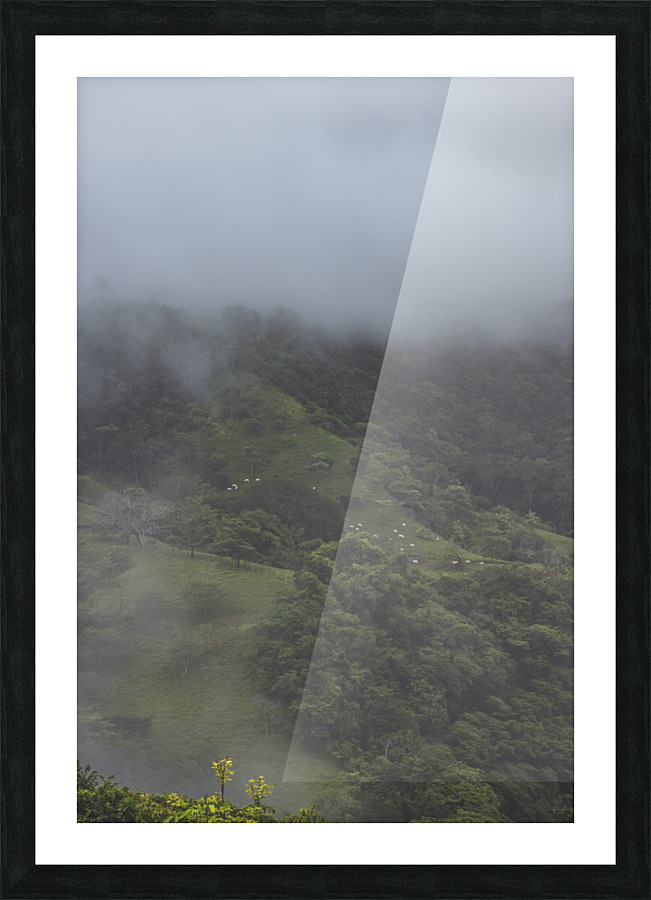 Misty Mountain Cows Picture Frame print