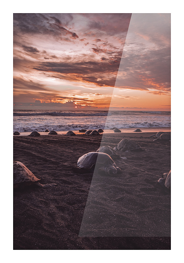 Olive RIdley Turtles At Sunset Picture Frame print