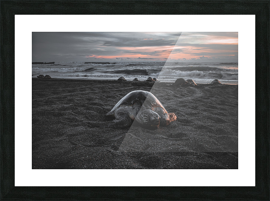Turtle On The Beach Picture Frame print