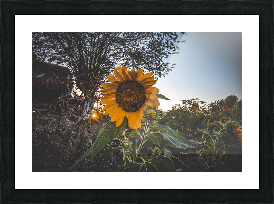 Sunflower At Sunset Picture Frame print