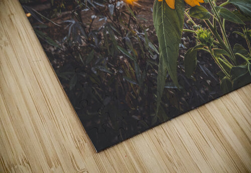 Sunflower At Sunset Chris Dufresne puzzle