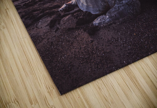 Single Turtle Sunset Costa Rica Chris Dufresne puzzle