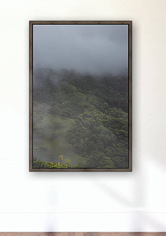 Misty Mountain Cows Reproduction