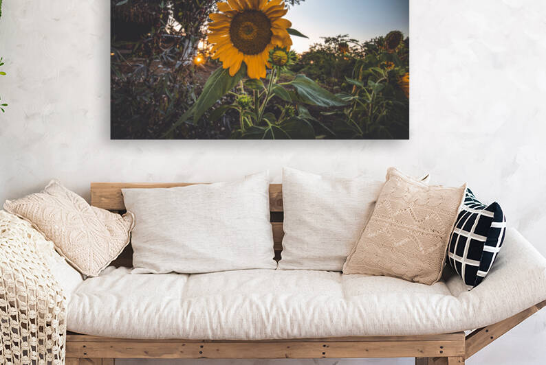 Sunflower At Sunset Reproduction