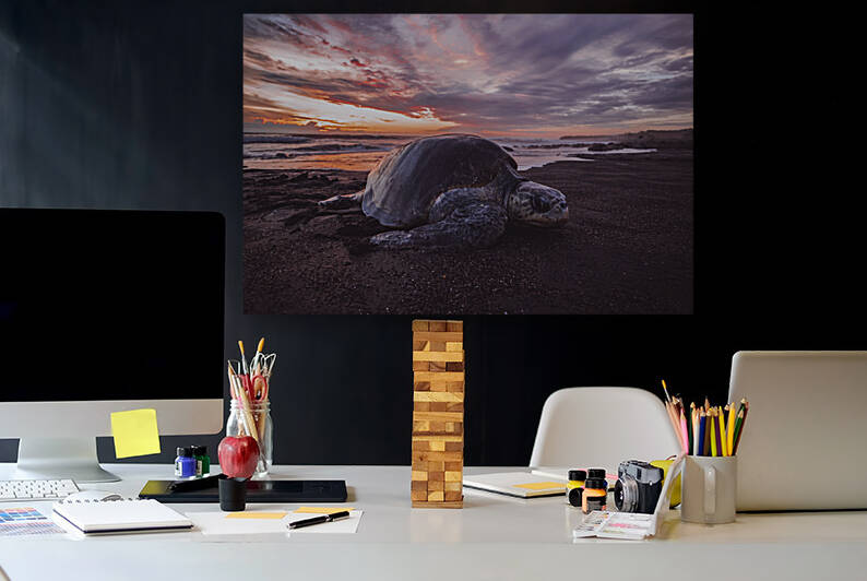 Single Turtle Sunset Costa Rica Reproduction