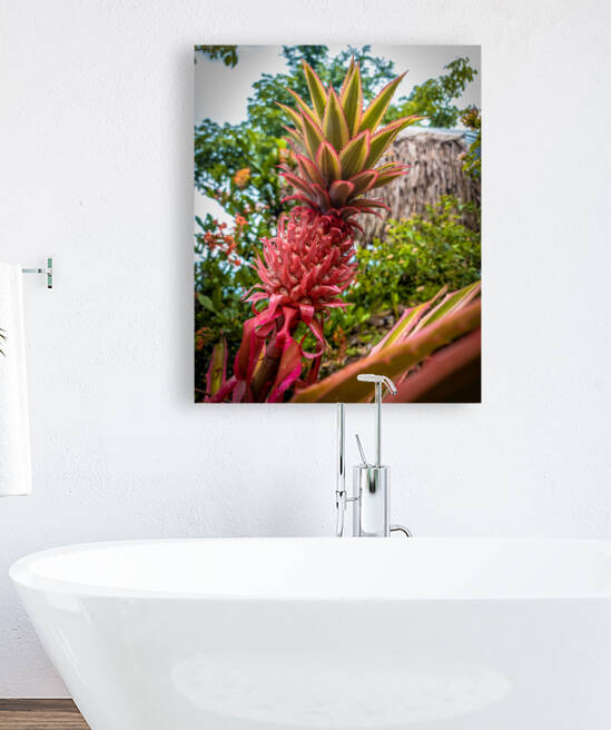 Pink Pineapple Reproduction
