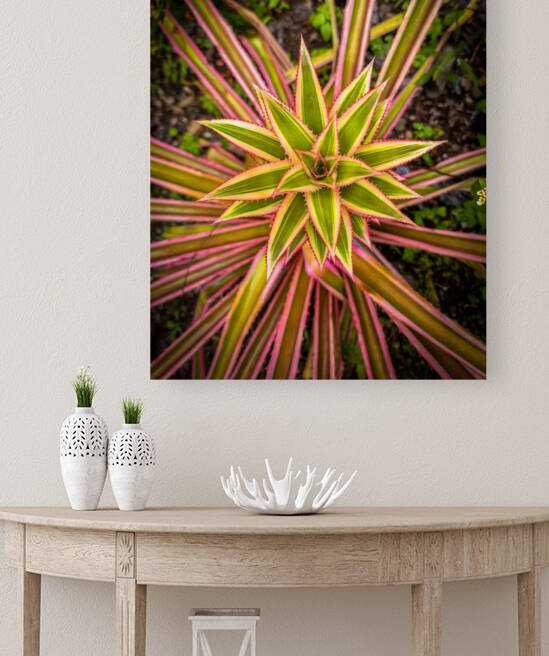Pink Pineapple Top Reproduction