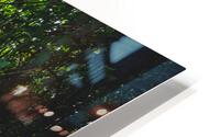 Path Through Jungle Portrait HD Metal print