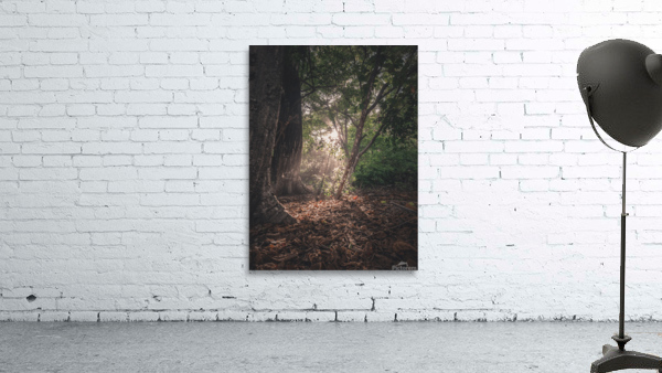 Barrigona Forest Wall Preview