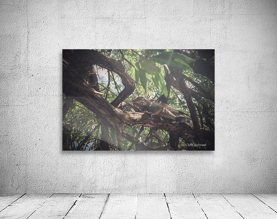 Iguana Wall Preview
