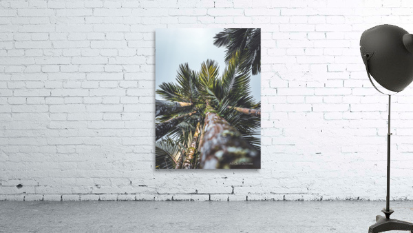 Up Palm 12 Wall Preview