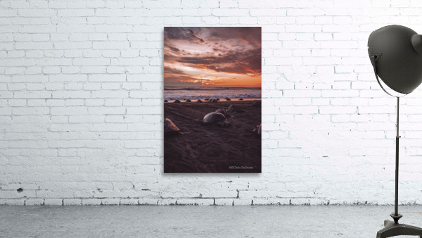 Olive RIdley Turtles At Sunset Wall Preview