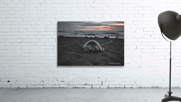 Turtle On The Beach Wall Preview