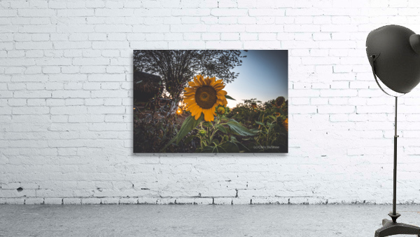 Sunflower At Sunset Wall Preview