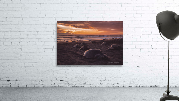 Turtles Sunset Horizontal Wall Preview