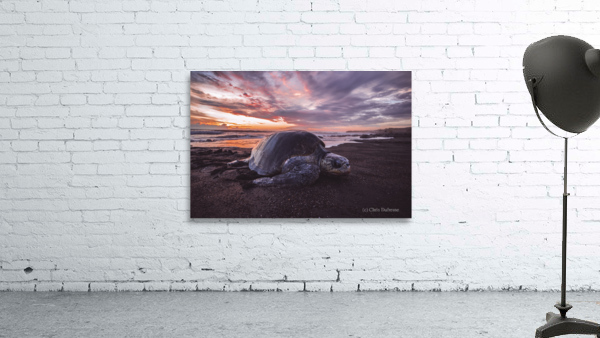 Single Turtle Sunset Costa Rica Wall Preview