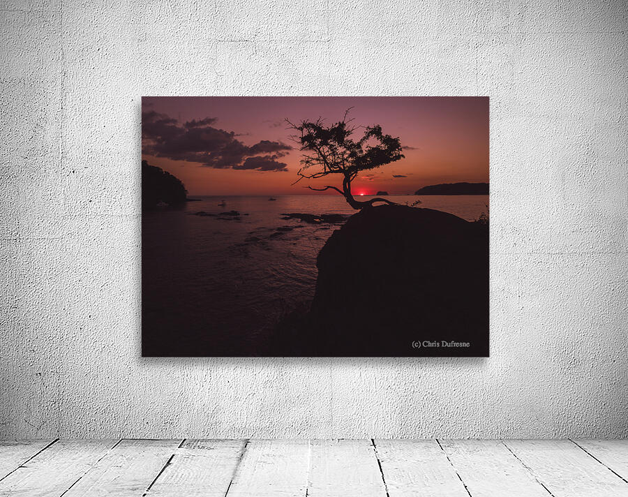 Bonsai Sunset Wall Preview