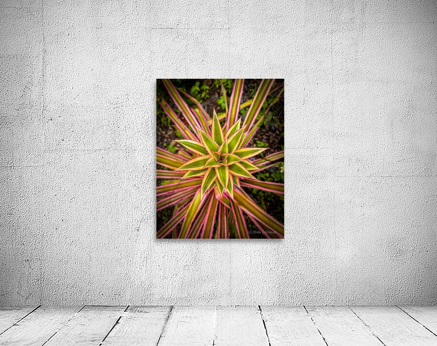 Pink Pineapple Top Wall Preview