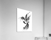 Blue Hummingbird Acrylic Print