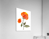 Orange Roses Acrylic Print