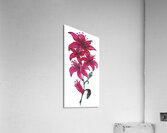 Red Lillies Acrylic Print
