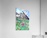 Mountain Flower Acrylic Print